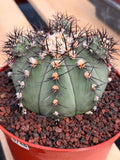 Gymnocalycium Cabreraense VOS 2122 with Pups | Seed Grown Cactus #746