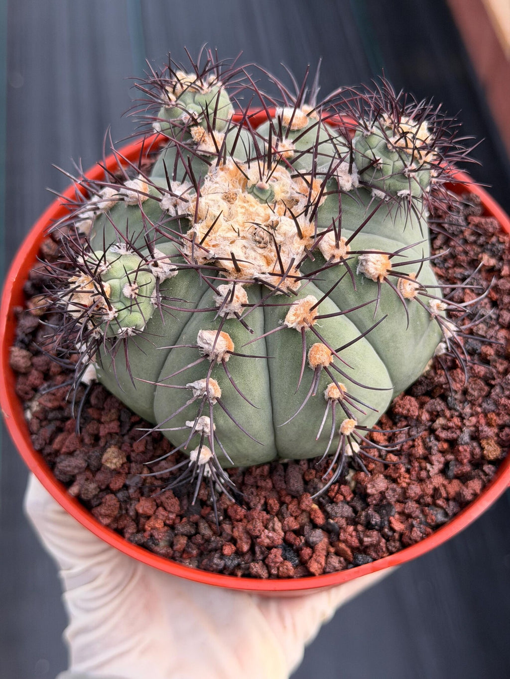 Gymnocalycium Cabreraense VOS 2122 with Pups | Seed Grown Cactus #746