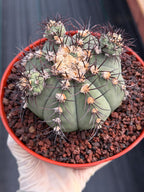 Gymnocalycium Cabreraense VOS 2122 with Pups | Seed Grown Cactus #746