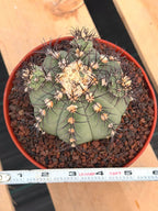 Gymnocalycium Cabreraense VOS 2122 with Pups | Seed Grown Cactus #746