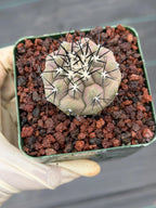 Copiapoa Cinerea Rare Collector Live Cactus #380