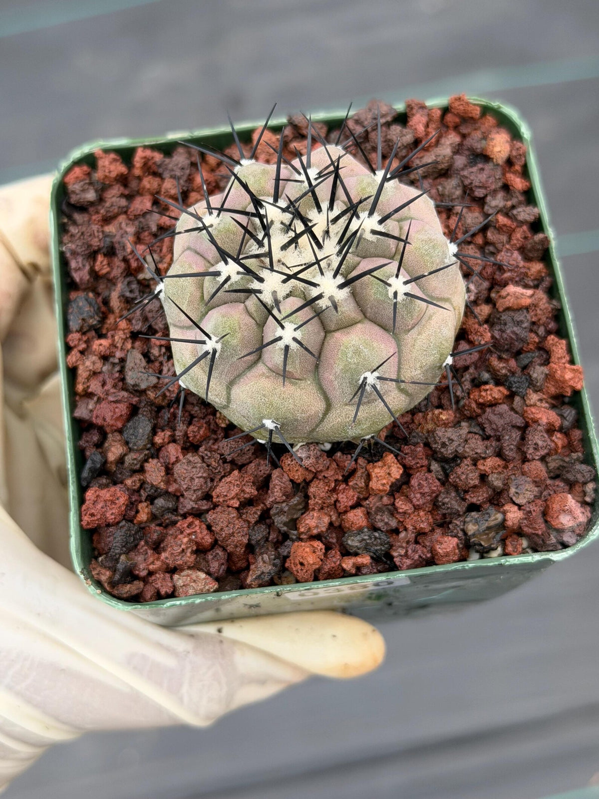 Copiapoa Cinerea Rare Collector Live Cactus #380