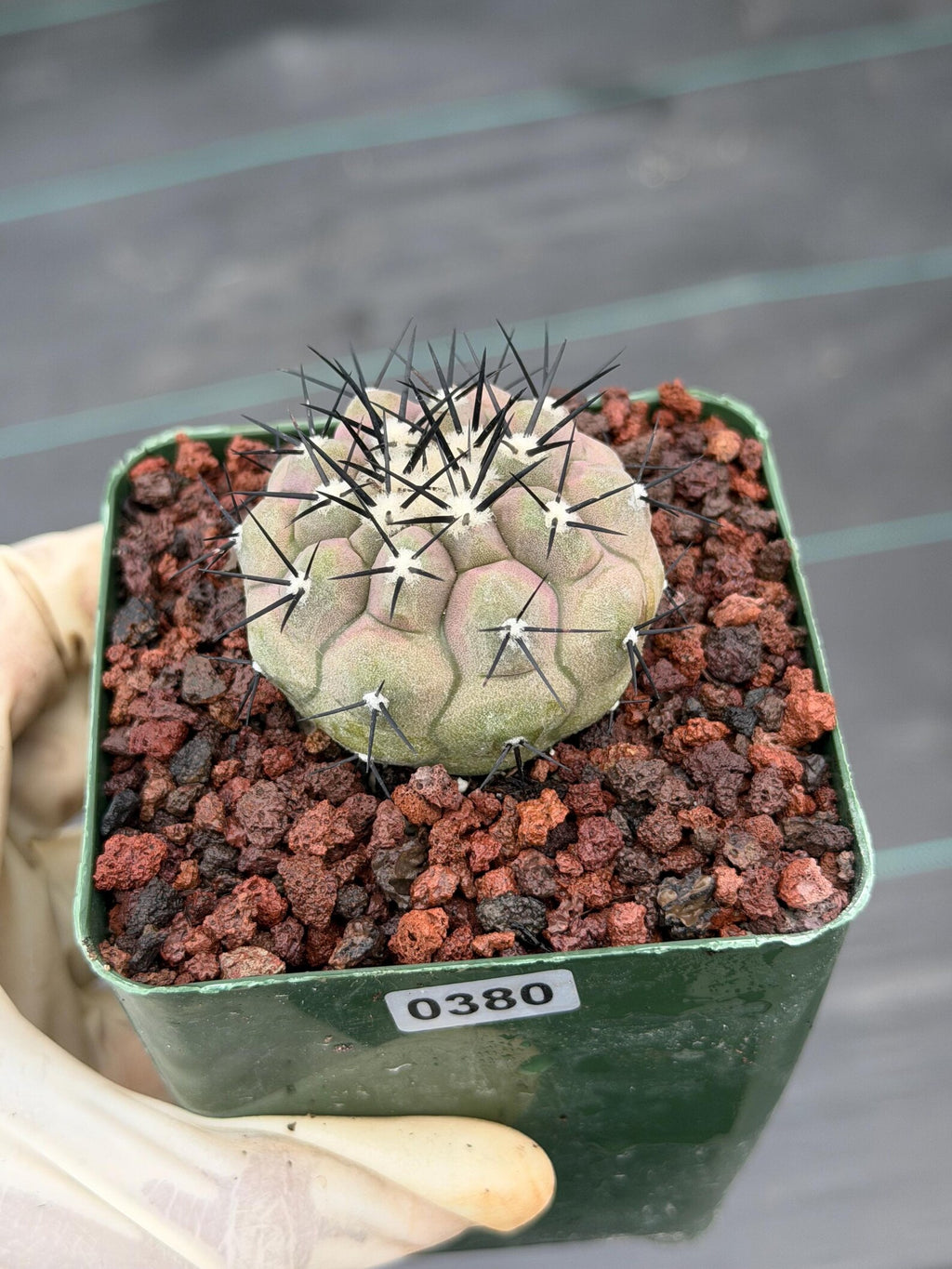 Copiapoa Cinerea Rare Collector Live Cactus #380