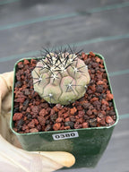 Copiapoa Cinerea Rare Collector Live Cactus #380