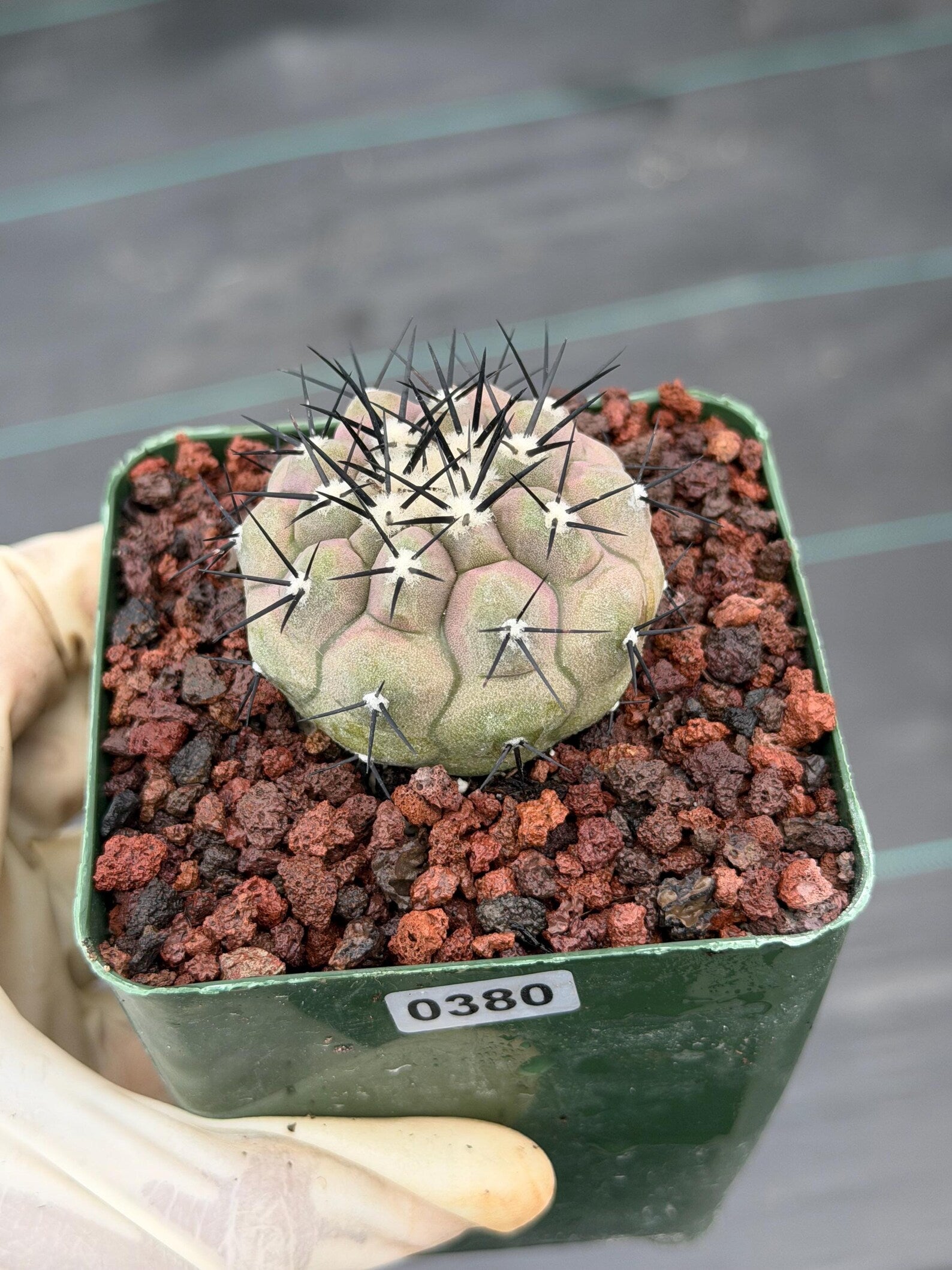 Copiapoa Cinerea Rare Collector Live Cactus #380