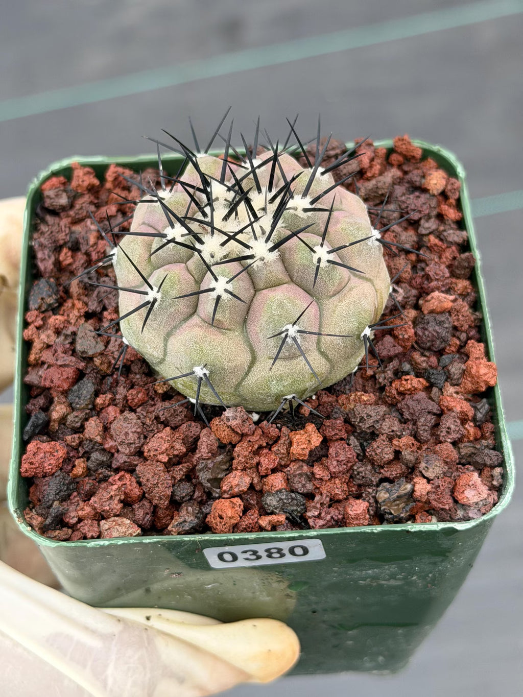 Copiapoa Cinerea Rare Collector Live Cactus #380