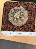 Copiapoa Cinerea Rare Collector Live Cactus #380