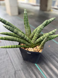 Sansevieria Boncel Set of 2 with Pup Live House Plants #738