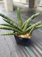 Sansevieria Boncel Set of 2 with Pup Live House Plants #738