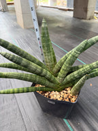 Sansevieria Boncel Set of 2 with Pup Live House Plants #738