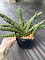 Sansevieria Boncel Set of 2 with Pup Live House Plants #738