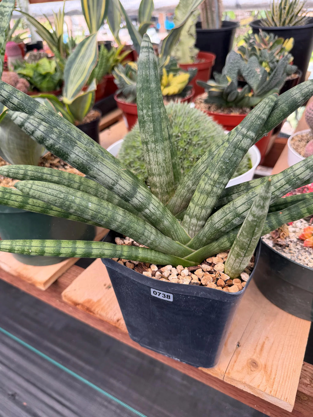 Sansevieria Boncel Set of 2 with Pup Live House Plants #738