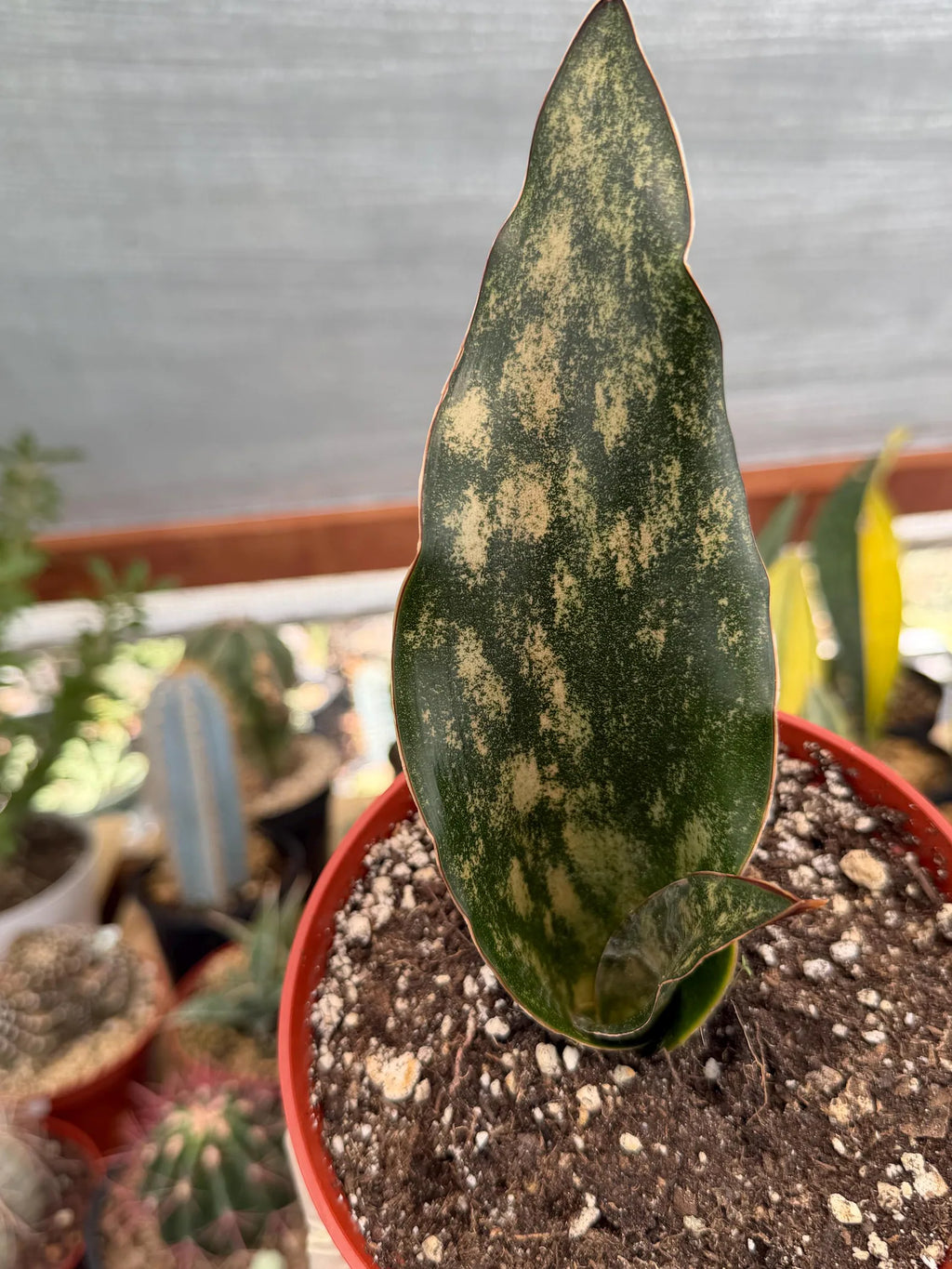 Sansevieria Kirkii Copper Tone Rare Easy-Care Houseplant