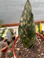 Sansevieria Kirkii Copper Tone Rare Easy-Care Houseplant