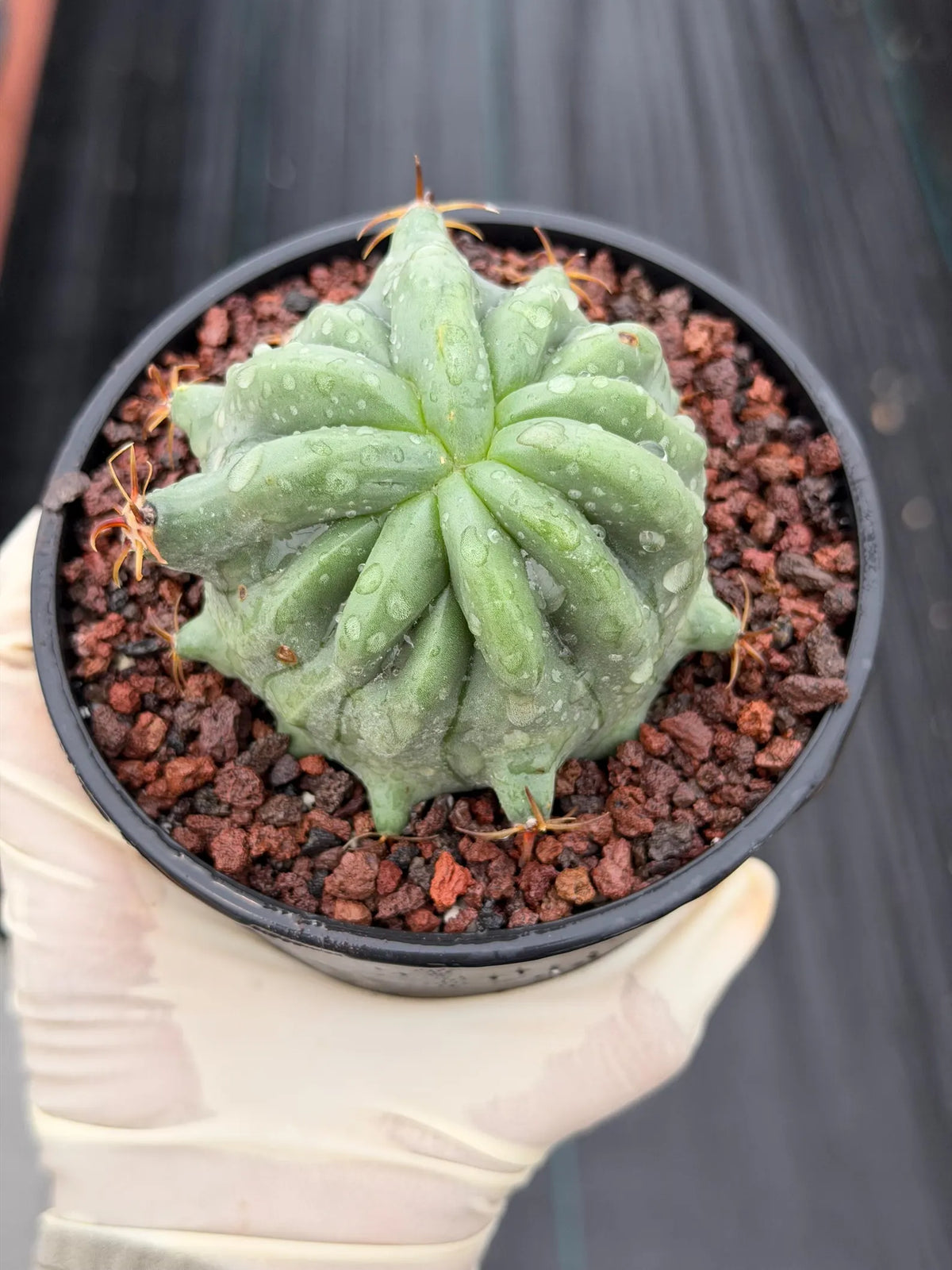 Ferocactus Peninsulae Brevispinus Mostrose Rare Cactus #731