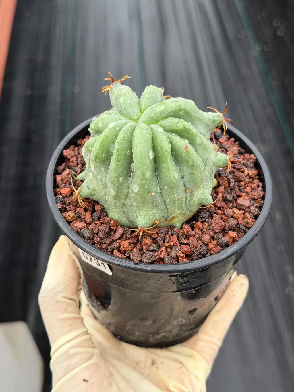 Ferocactus Peninsulae Brevispinus Mostrose Rare Cactus #731