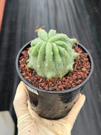 Ferocactus Peninsulae Brevispinus Mostrose Rare Cactus #731