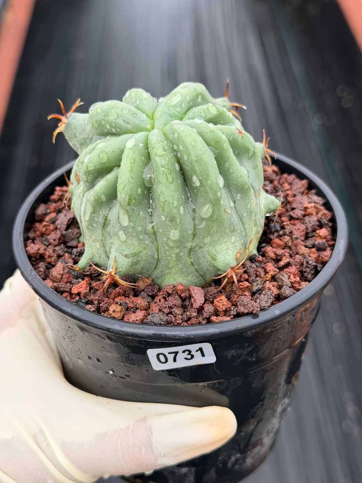 Ferocactus Peninsulae Brevispinus Mostrose Rare Cactus #731