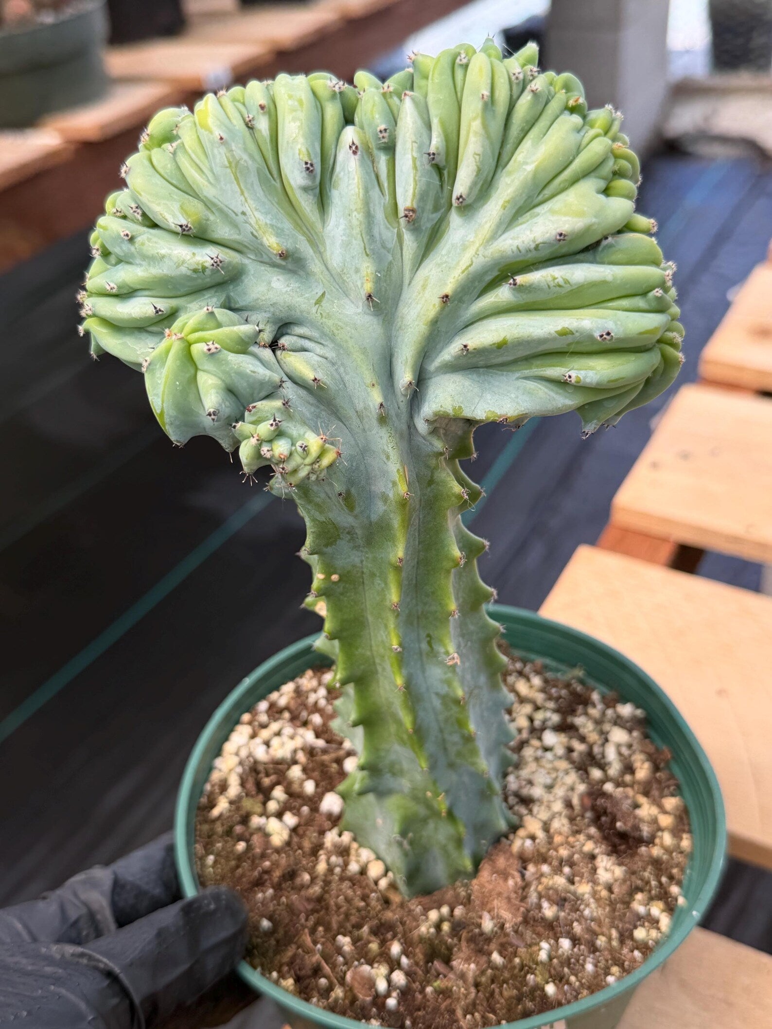 Crested Blue Myrtle Cactus | Rare Easy Care Live Plant #601