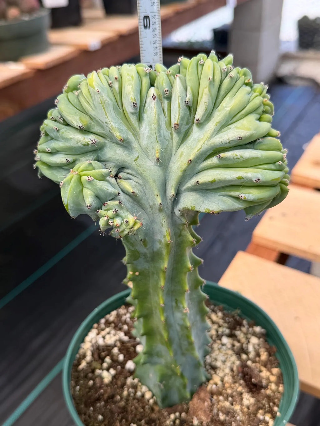 Crested Blue Myrtle Cactus | Rare Easy Care Live Plant #601