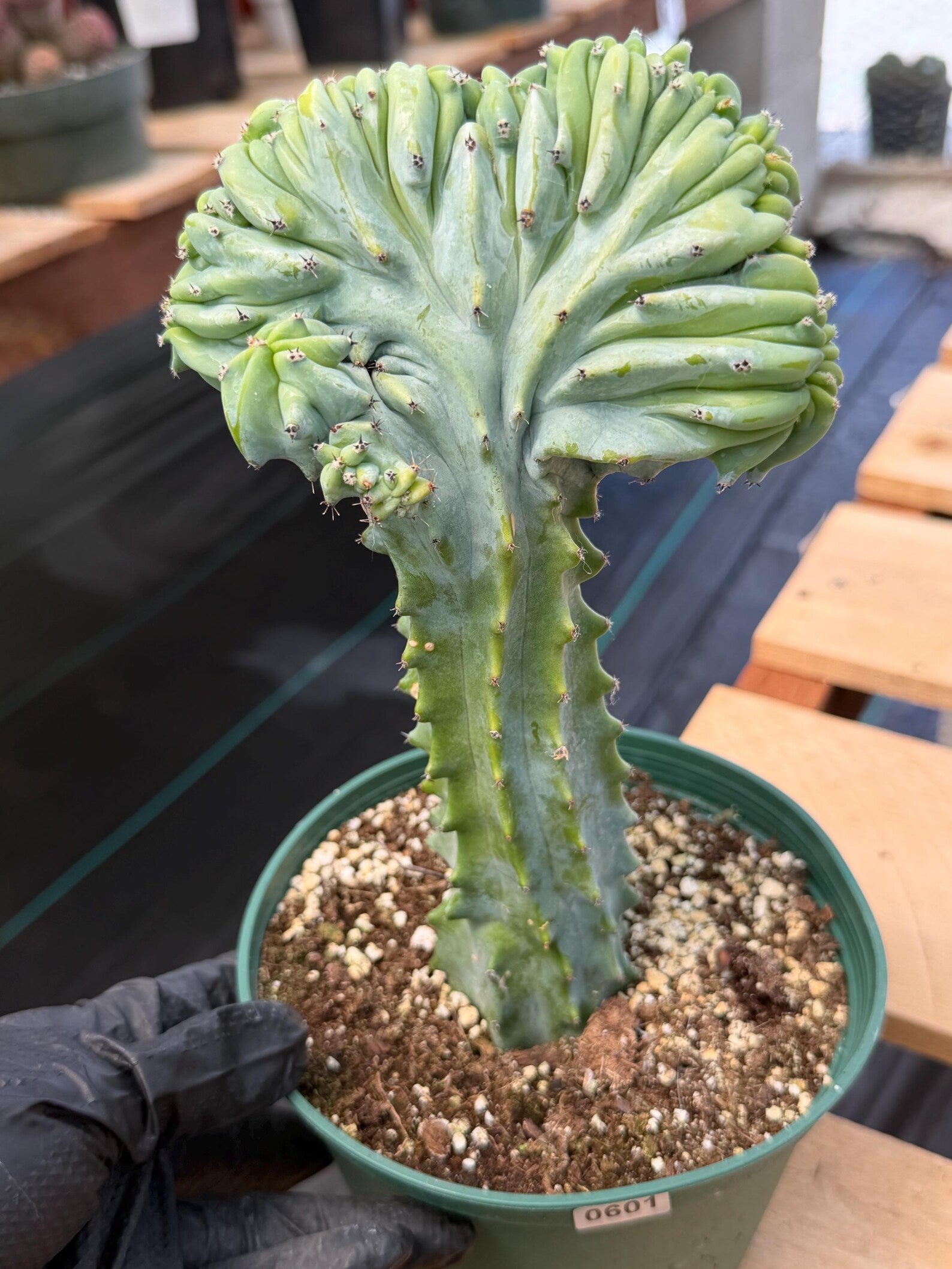Crested Blue Myrtle Cactus | Rare Easy Care Live Plant #601