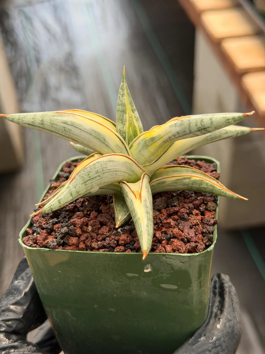 Variegated Sansevieria Blue Clone | White Variegated Snake Plant #614
