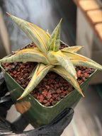 Variegated Sansevieria Blue Clone | White Variegated Snake Plant #614