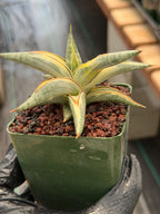 Variegated Sansevieria Blue Clone | White Variegated Snake Plant #614