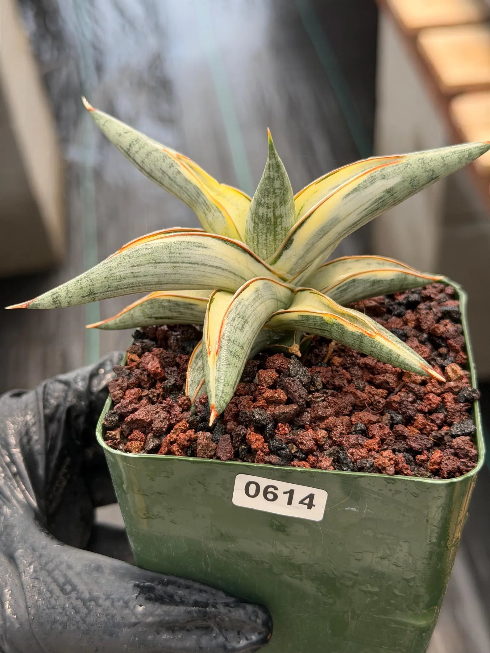 Variegated Sansevieria Blue Clone | White Variegated Snake Plant #614