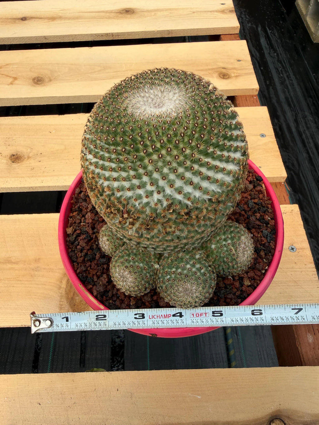 Mammillaria Huitzilopochtli Cluster #163 | Rare Live Cactus