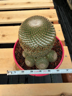 Mammillaria Huitzilopochtli Cluster #163 | Rare Live Cactus