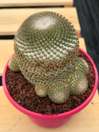 Mammillaria Huitzilopochtli Cluster #163 | Rare Live Cactus