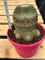 Mammillaria Huitzilopochtli Cluster #163 | Rare Live Cactus