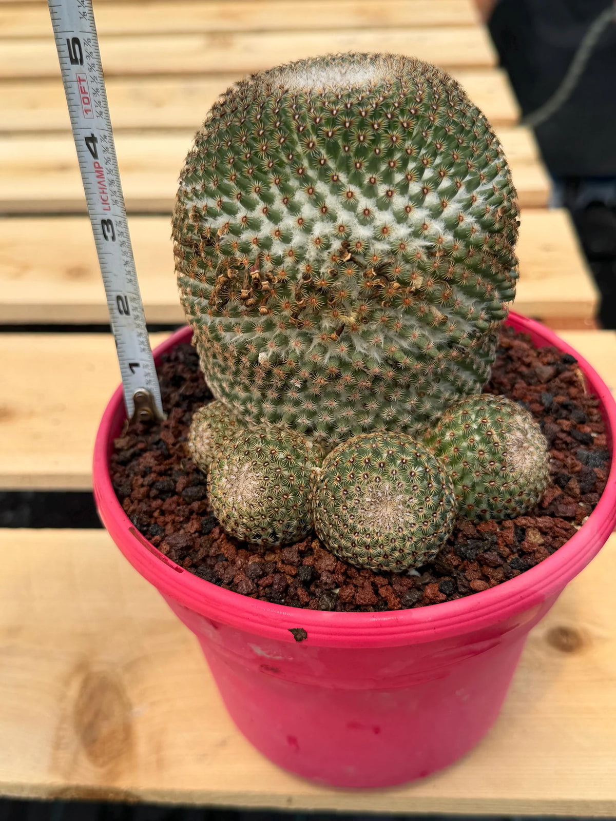 Mammillaria Huitzilopochtli Cluster #163 | Rare Live Cactus