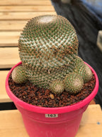 Mammillaria Huitzilopochtli Cluster #163 | Rare Live Cactus