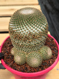 Mammillaria Huitzilopochtli Cluster #163 | Rare Live Cactus