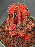 Variegated Gymnocalycium Cluster | Rare Live Cactus #599