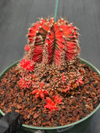 Variegated Gymnocalycium Cluster | Rare Live Cactus #599