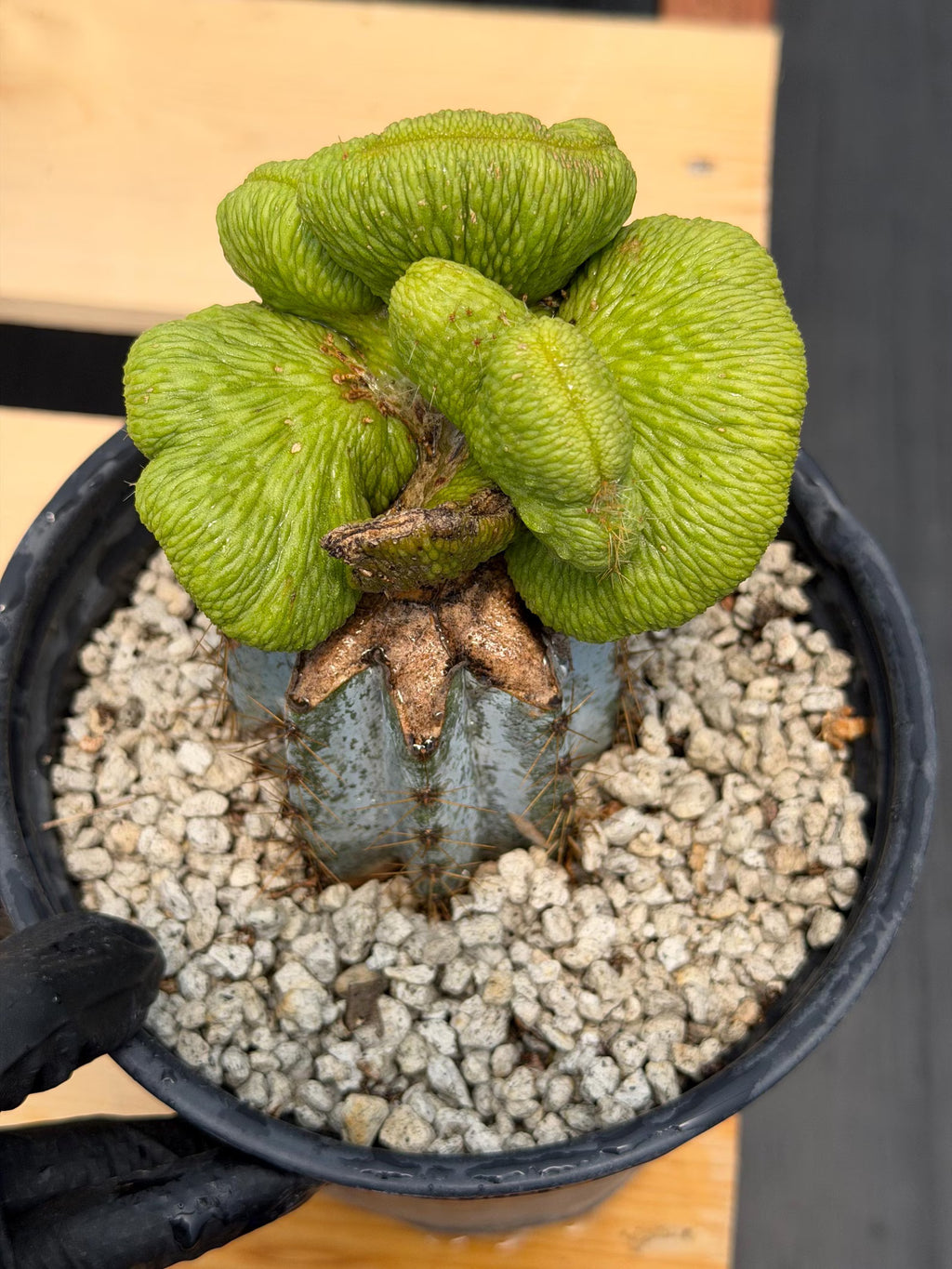 Crested Monkey Tail Inermis Graft Cactus | Rare Collector Plant