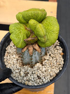Crested Monkey Tail Inermis Graft Cactus | Rare Collector Plant