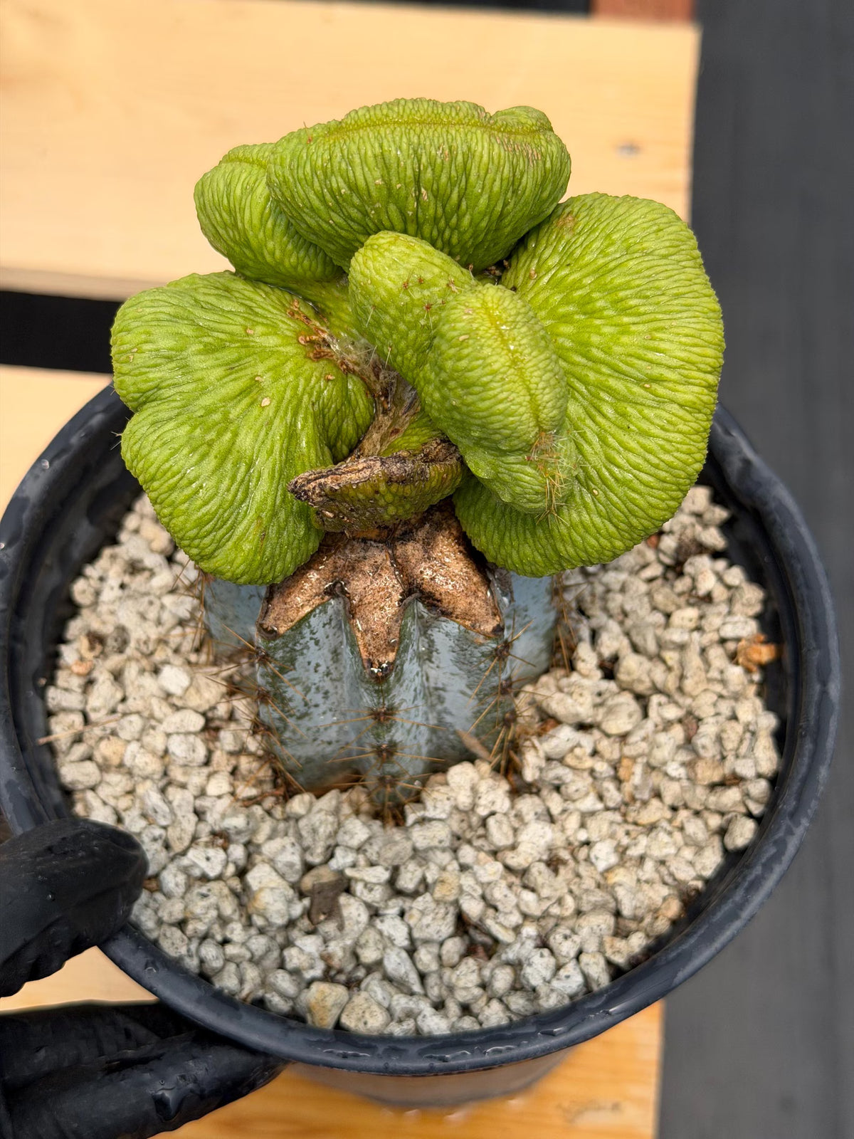 Crested Monkey Tail Inermis Graft Cactus | Rare Collector Plant