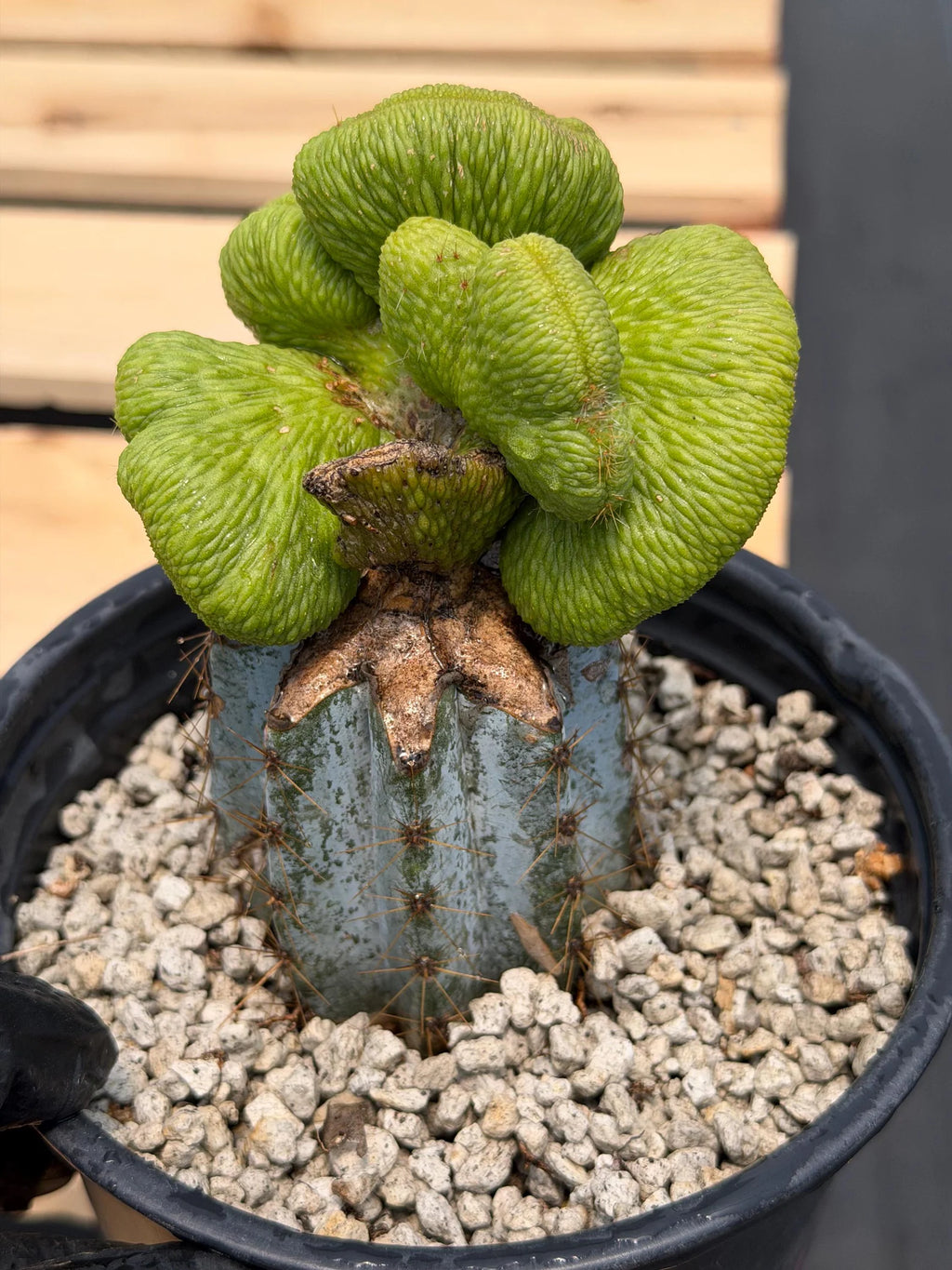 Crested Monkey Tail Inermis Graft Cactus | Rare Collector Plant