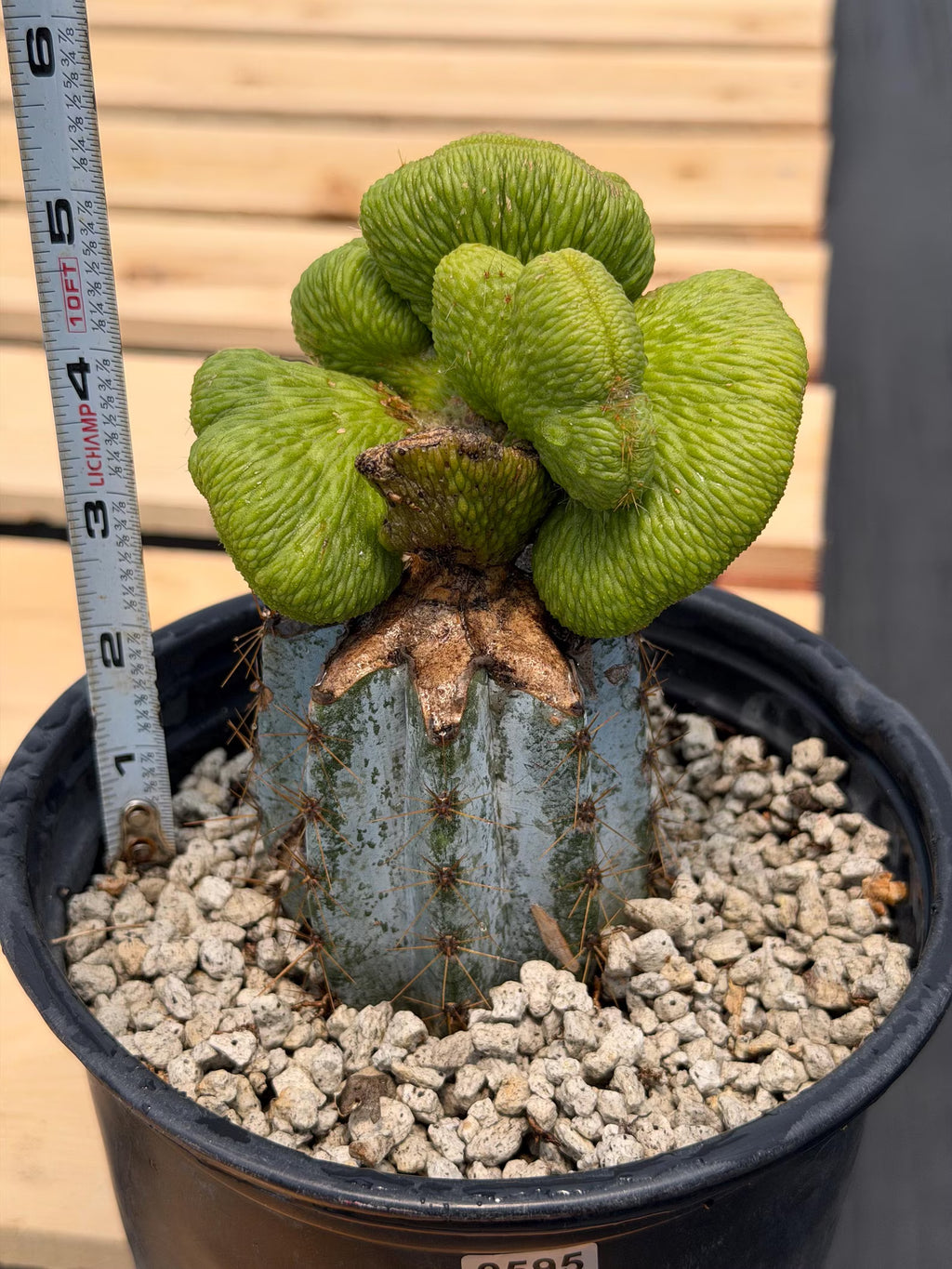 Crested Monkey Tail Inermis Graft Cactus | Rare Collector Plant