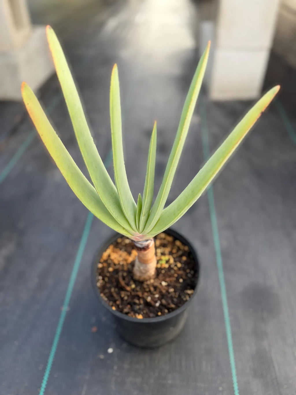 Tree Fan Aloe (Aloe Plicatilis) | Large Rare Succulent Plant