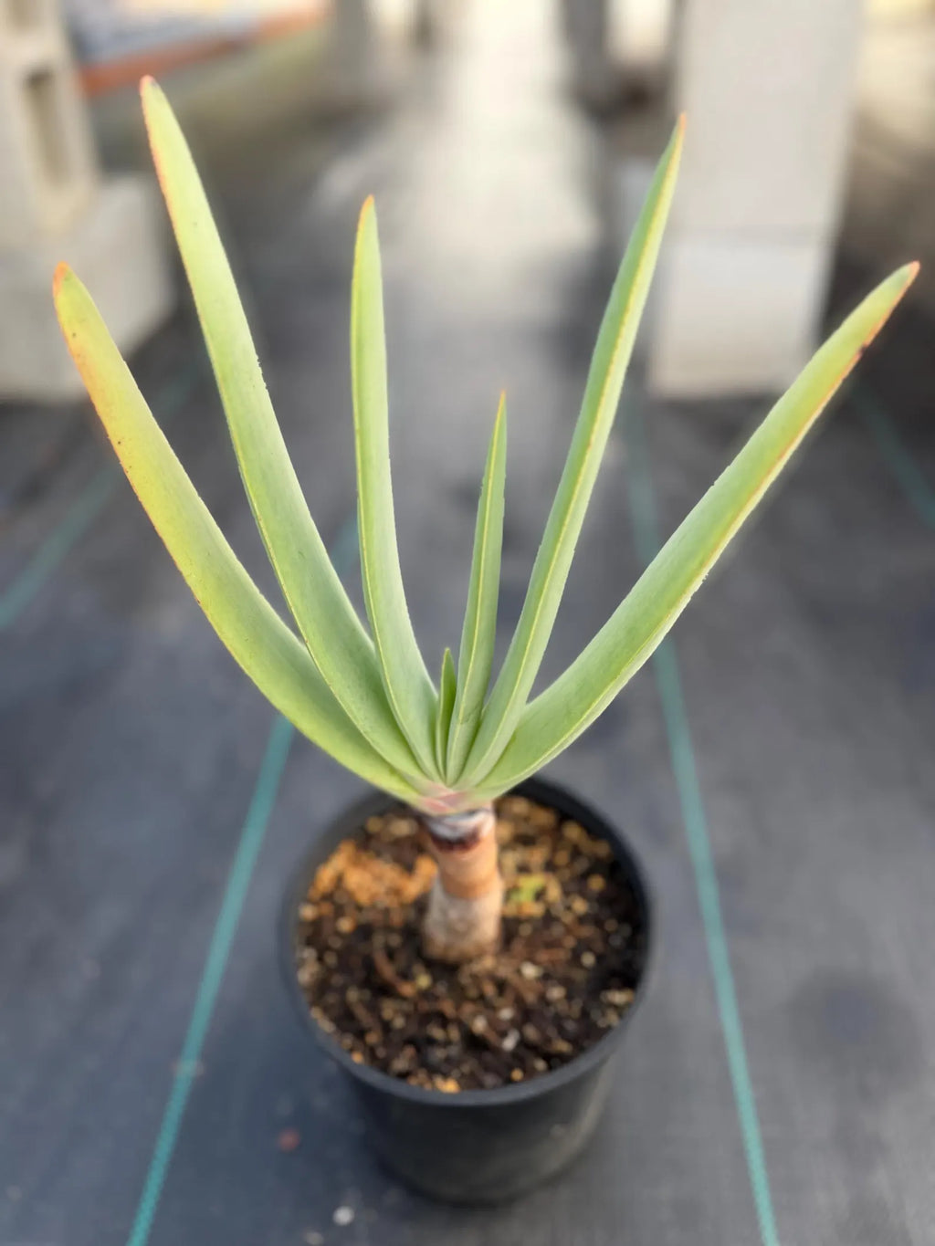 Tree Fan Aloe (Aloe Plicatilis) | Large Rare Succulent Plant