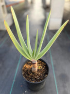 Tree Fan Aloe (Aloe Plicatilis) | Large Rare Succulent Plant