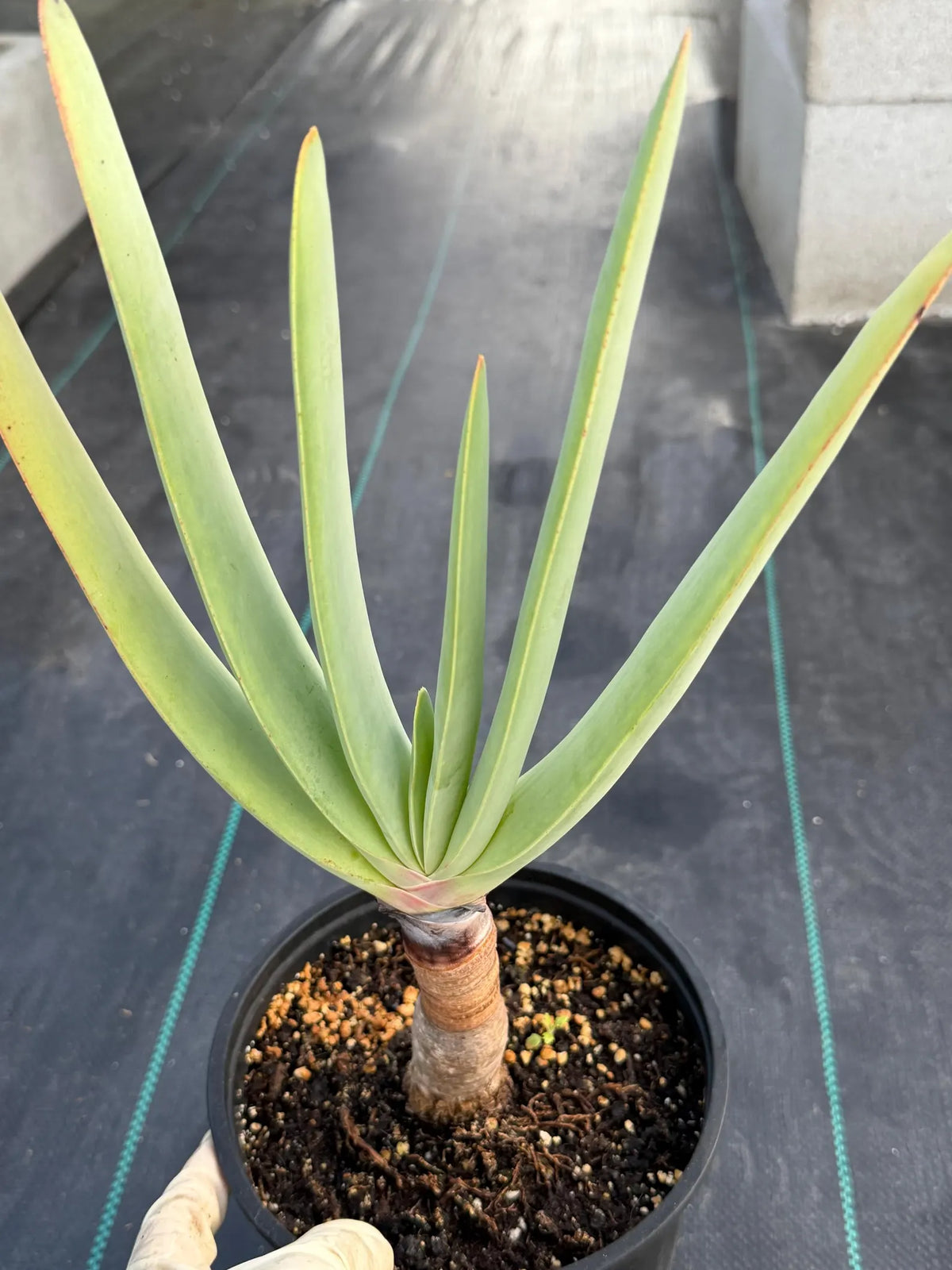 Tree Fan Aloe (Aloe Plicatilis) | Large Rare Succulent Plant
