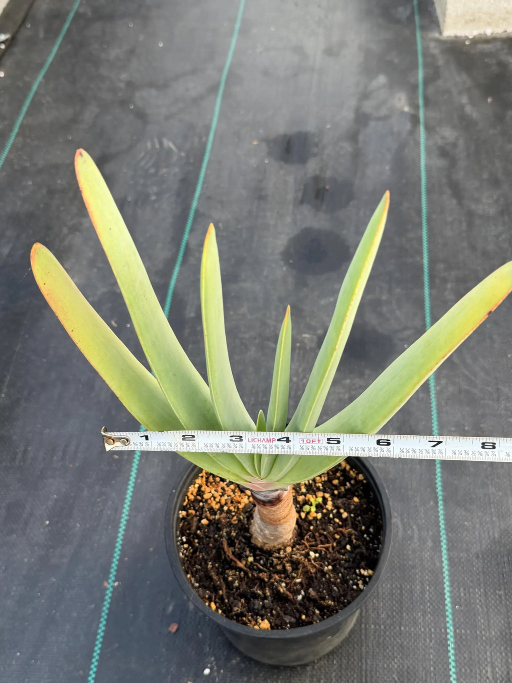 Tree Fan Aloe (Aloe Plicatilis) | Large Rare Succulent Plant