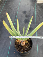 Tree Fan Aloe (Aloe Plicatilis) | Large Rare Succulent Plant