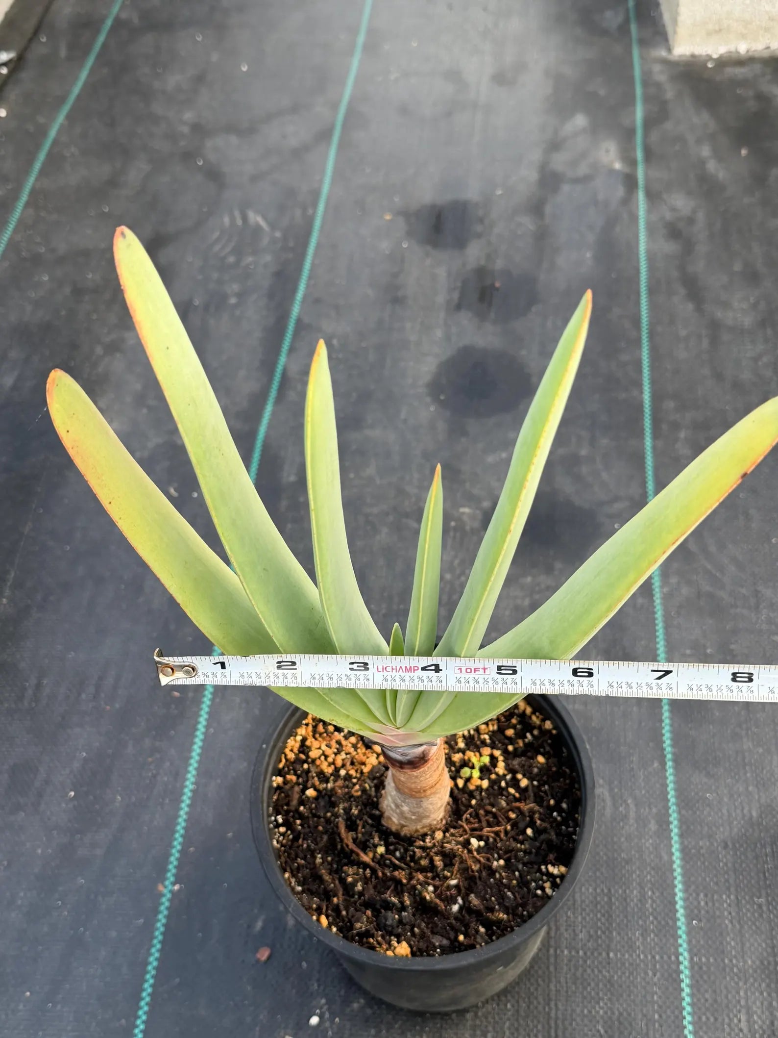 Tree Fan Aloe (Aloe Plicatilis) | Large Rare Succulent Plant